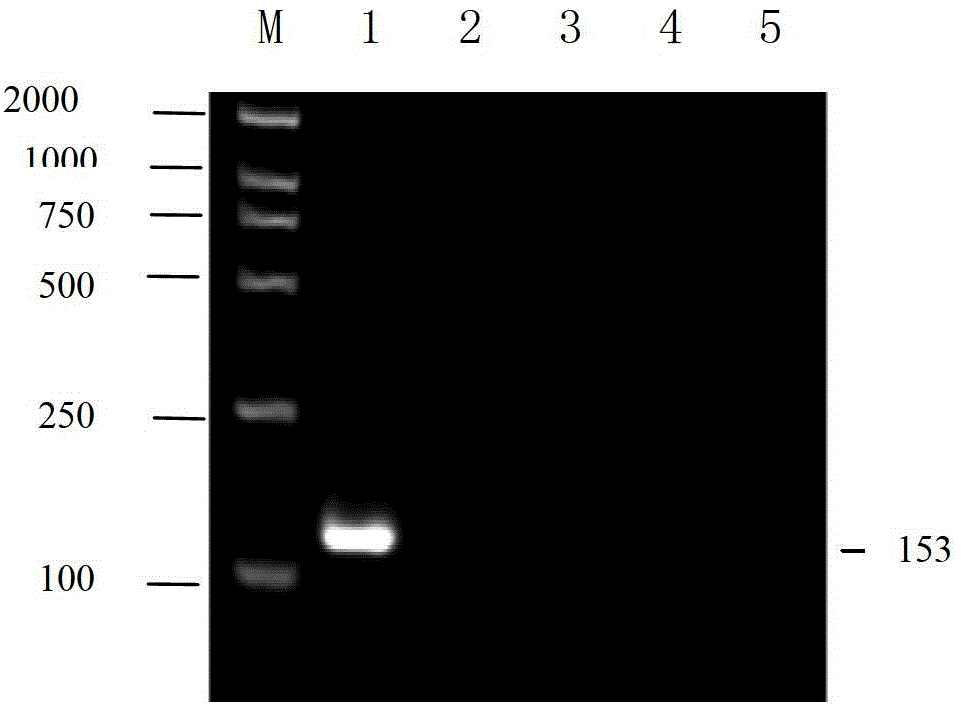 Method for detection of carp spring viremia virus based on liquid chip