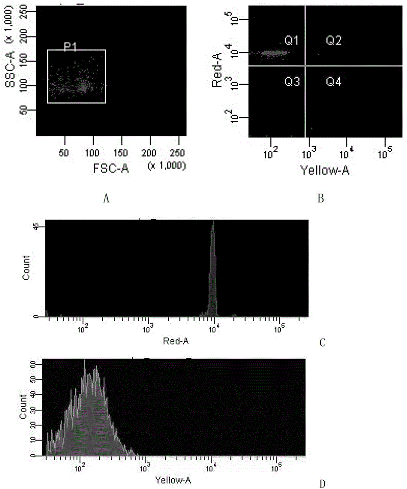 Method for detection of carp spring viremia virus based on liquid chip