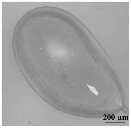 Probiotics delivery microcapsule based on lentinus edodes soluble dietary fiber and preparation method