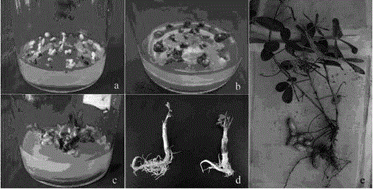 A method for directed selection of salt-tolerant body by in vitro mutagenesis