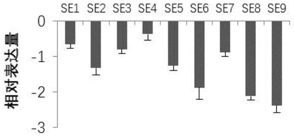 Application of bpvnd1 gene