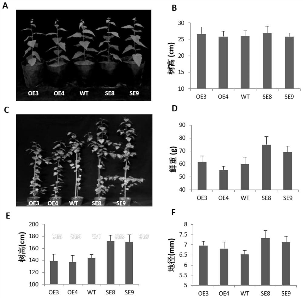 Application of bpvnd1 gene