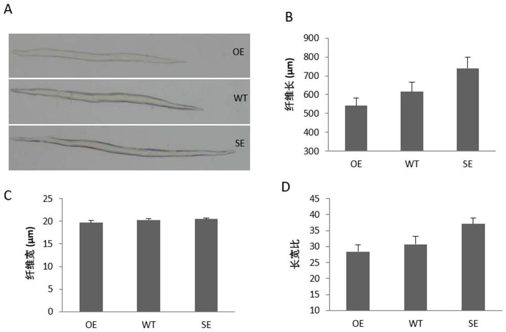 Application of bpvnd1 gene