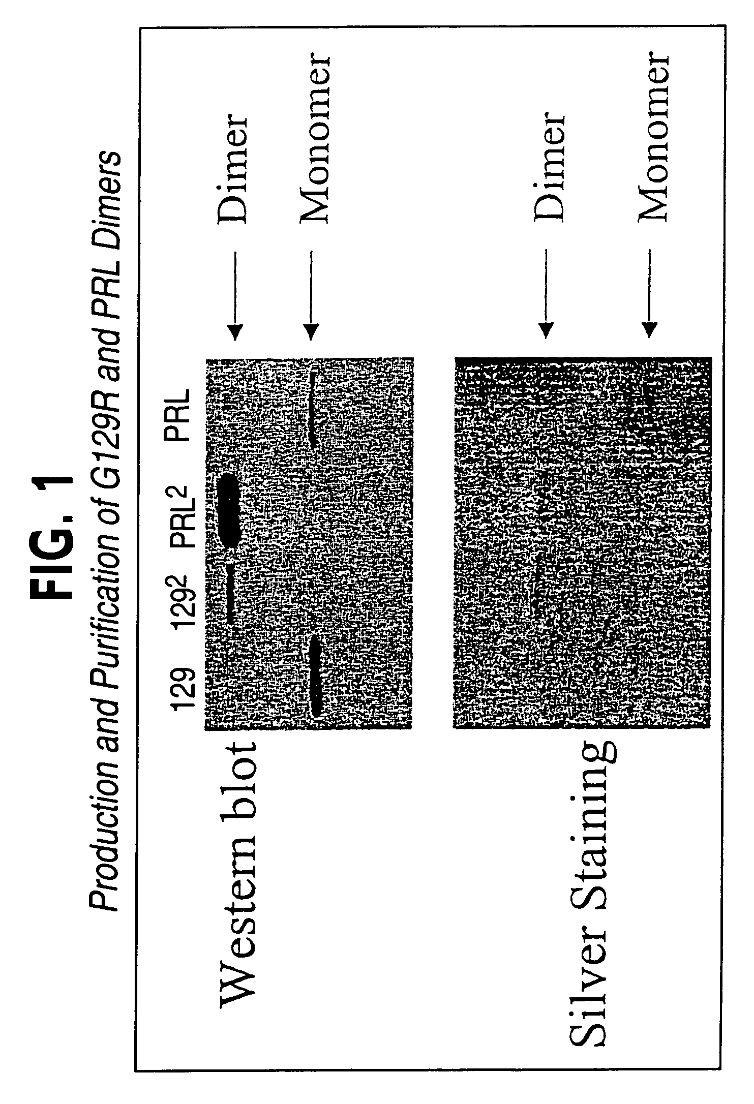 Multimeric ligands with enhanced stability