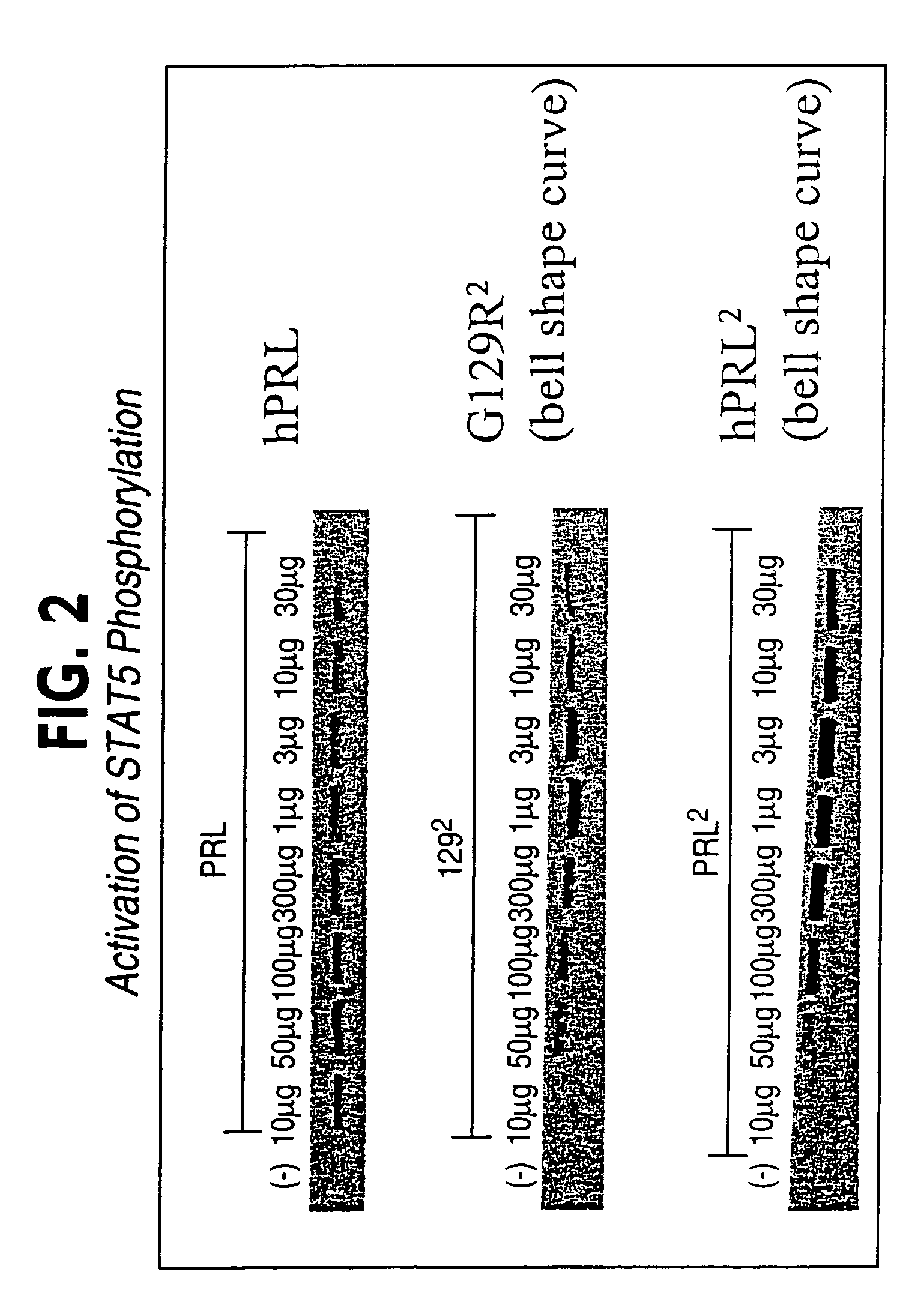 Multimeric ligands with enhanced stability