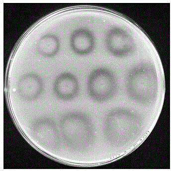 Pseudomonas aeruginosa strain for degrading pesticides containing ester bonds