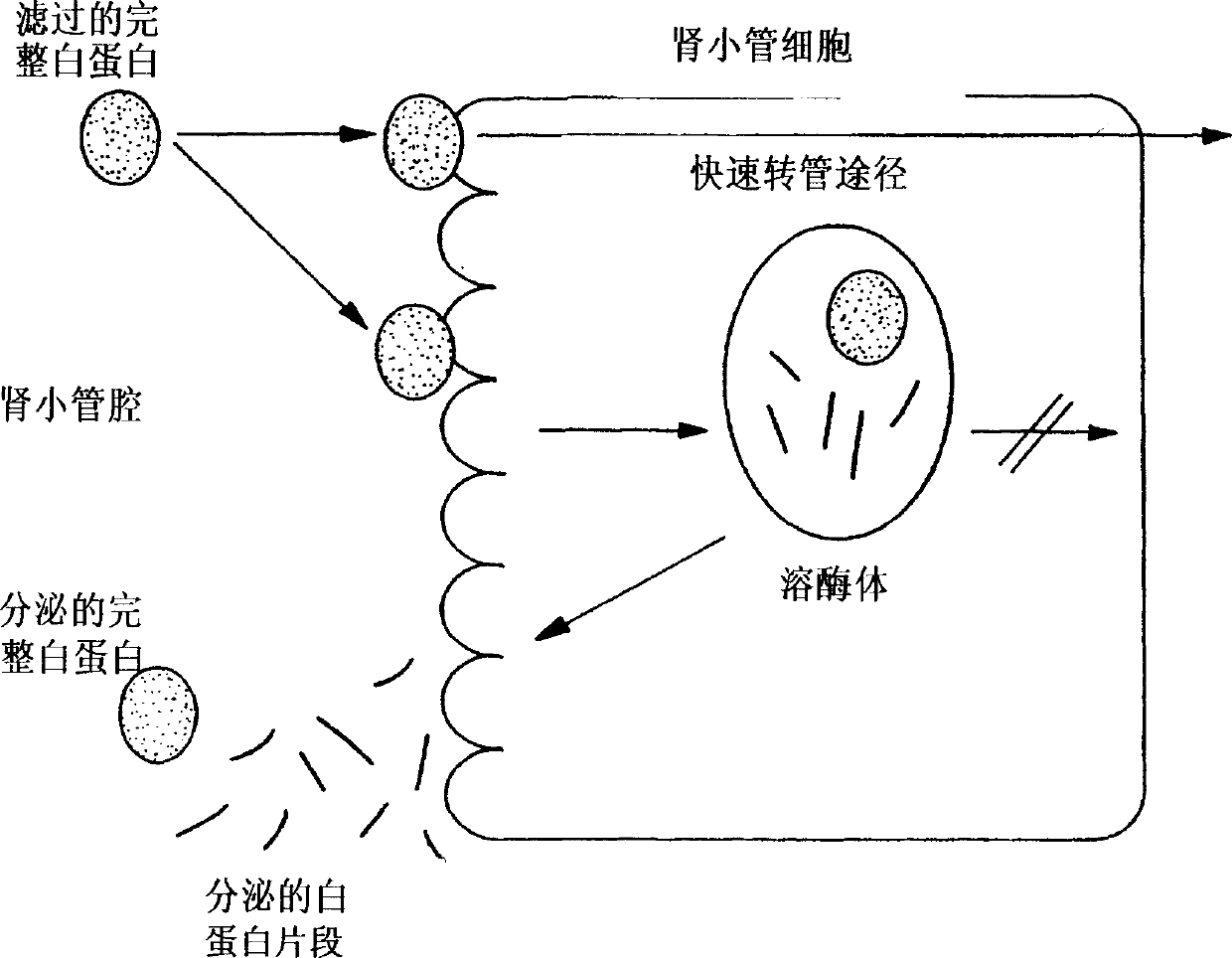 Method for kidney disease detection by protein profiling