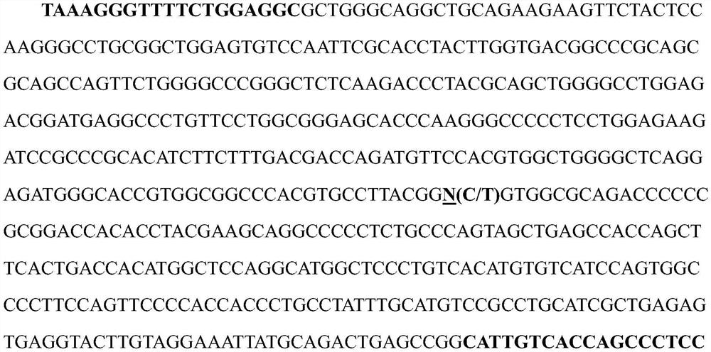 Molecular marker related to pork quality character and application thereof