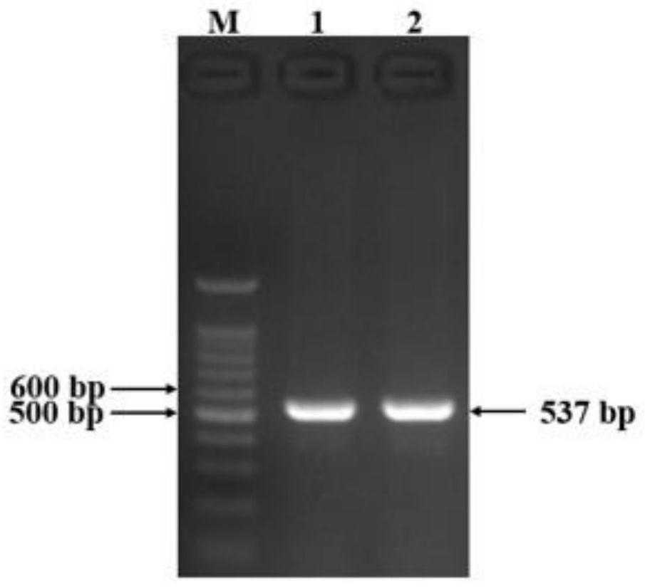 Molecular marker related to pork quality character and application thereof