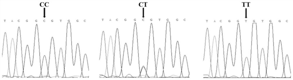 Molecular marker related to pork quality character and application thereof