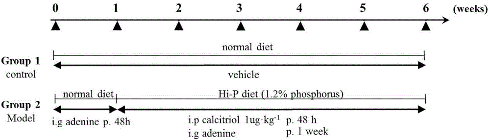 Establishing method of chronic kidney disease angiosteosis experiment model