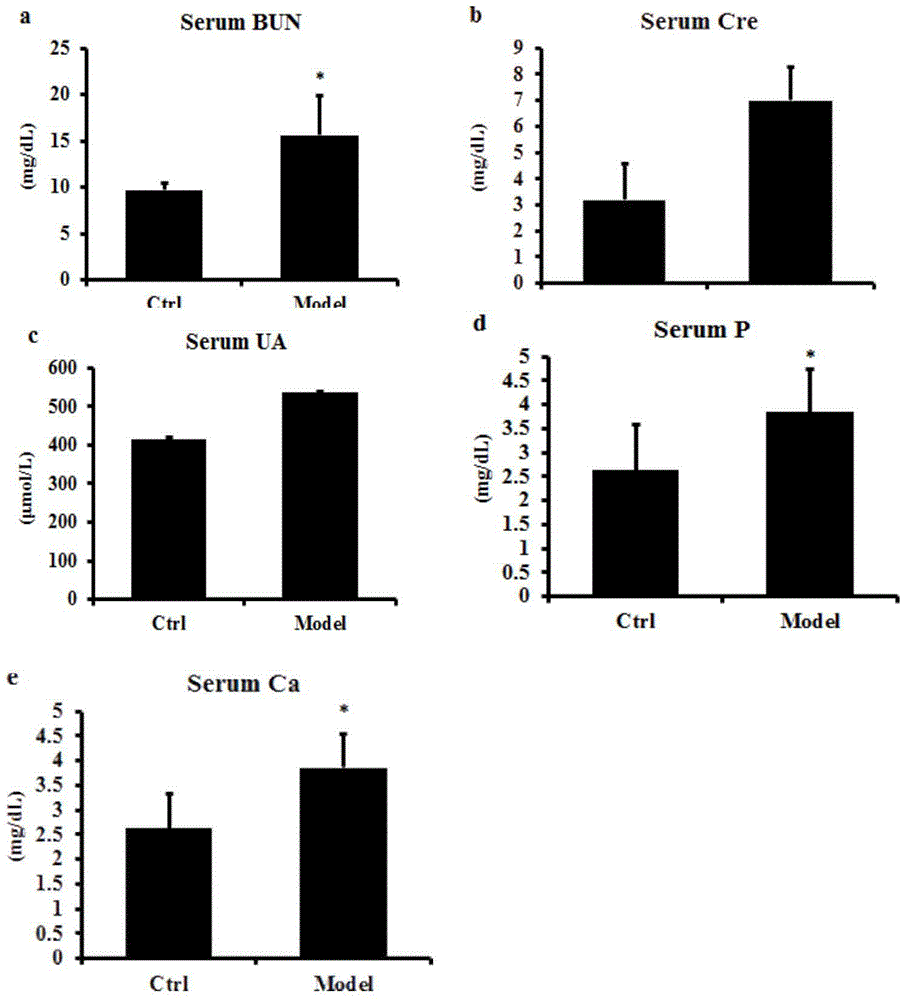 Establishing method of chronic kidney disease angiosteosis experiment model