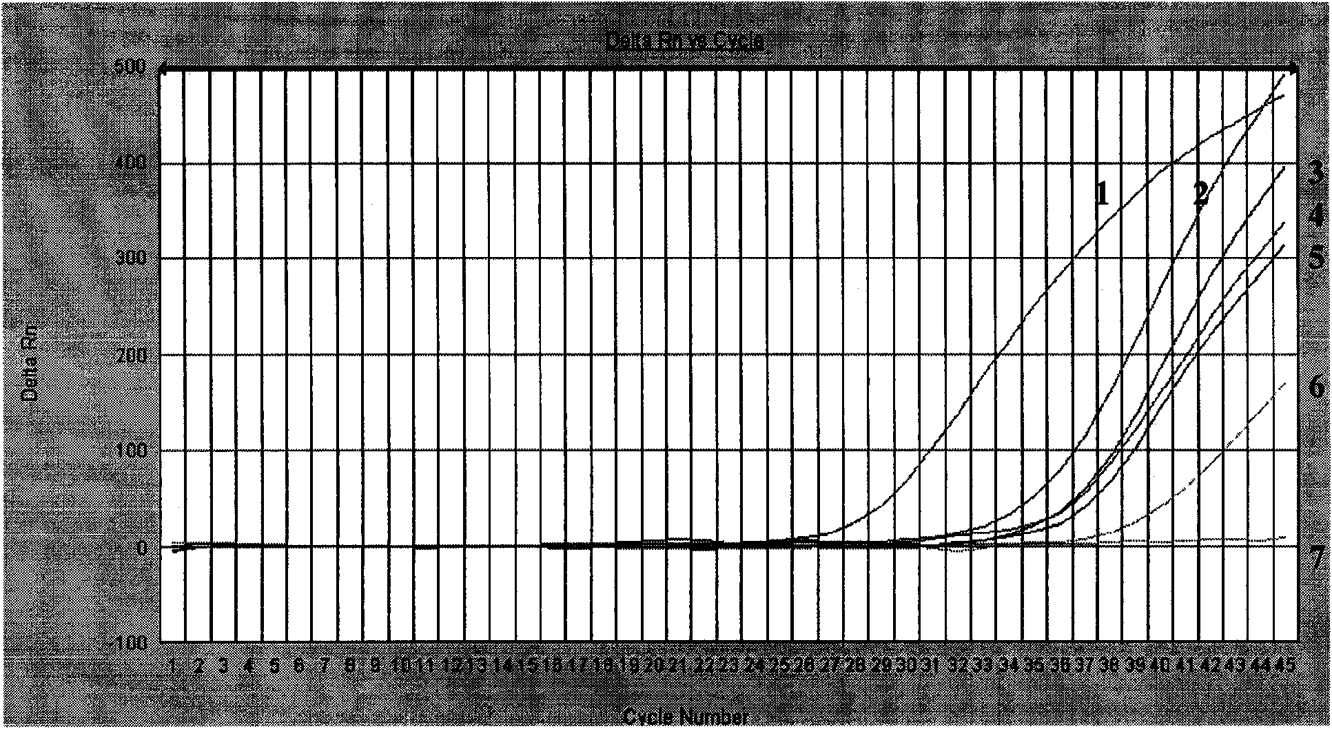 Method for detecting allergen filbert component in foods by fluorescent PCR technology