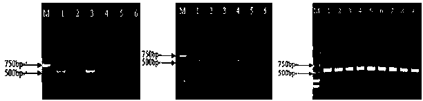 Method for direct rapid detection and identification of banana-root nematode in soil or other media