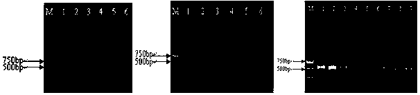 Method for direct rapid detection and identification of banana-root nematode in soil or other media