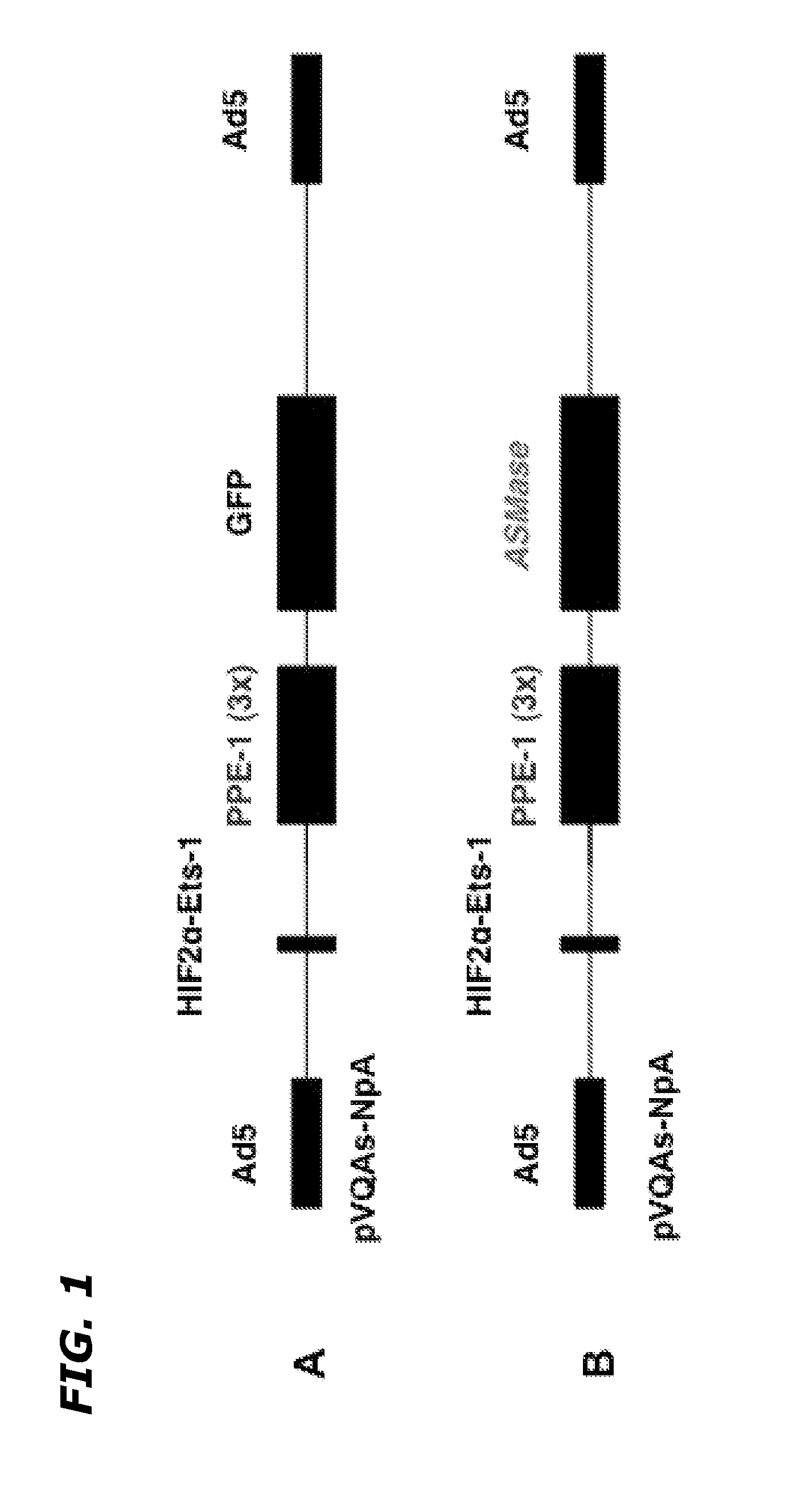 Method and Composition to Increase Radiation-Induced Tumor Therapeutic Effects