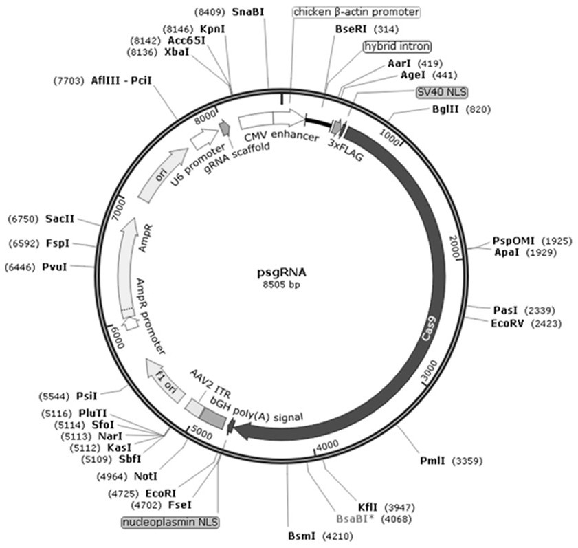 Porcine pseudorabies virus gI/gE double-gene-deleted strain and application thereof