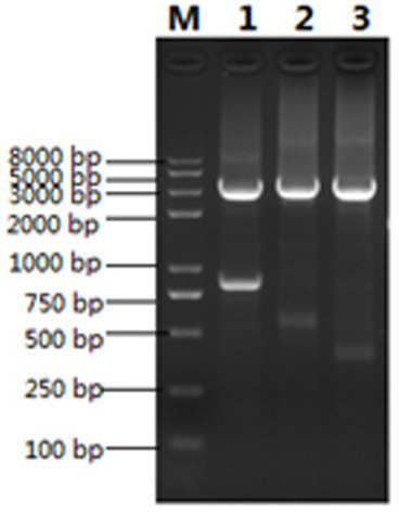 Porcine pseudorabies virus gI/gE double-gene-deleted strain and application thereof