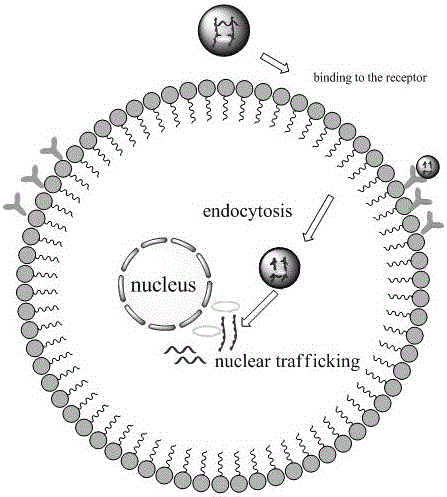 Charge-reversed DNA (Deoxyribose Nucleic Acid) nano-carrier and preparation method and application thereof