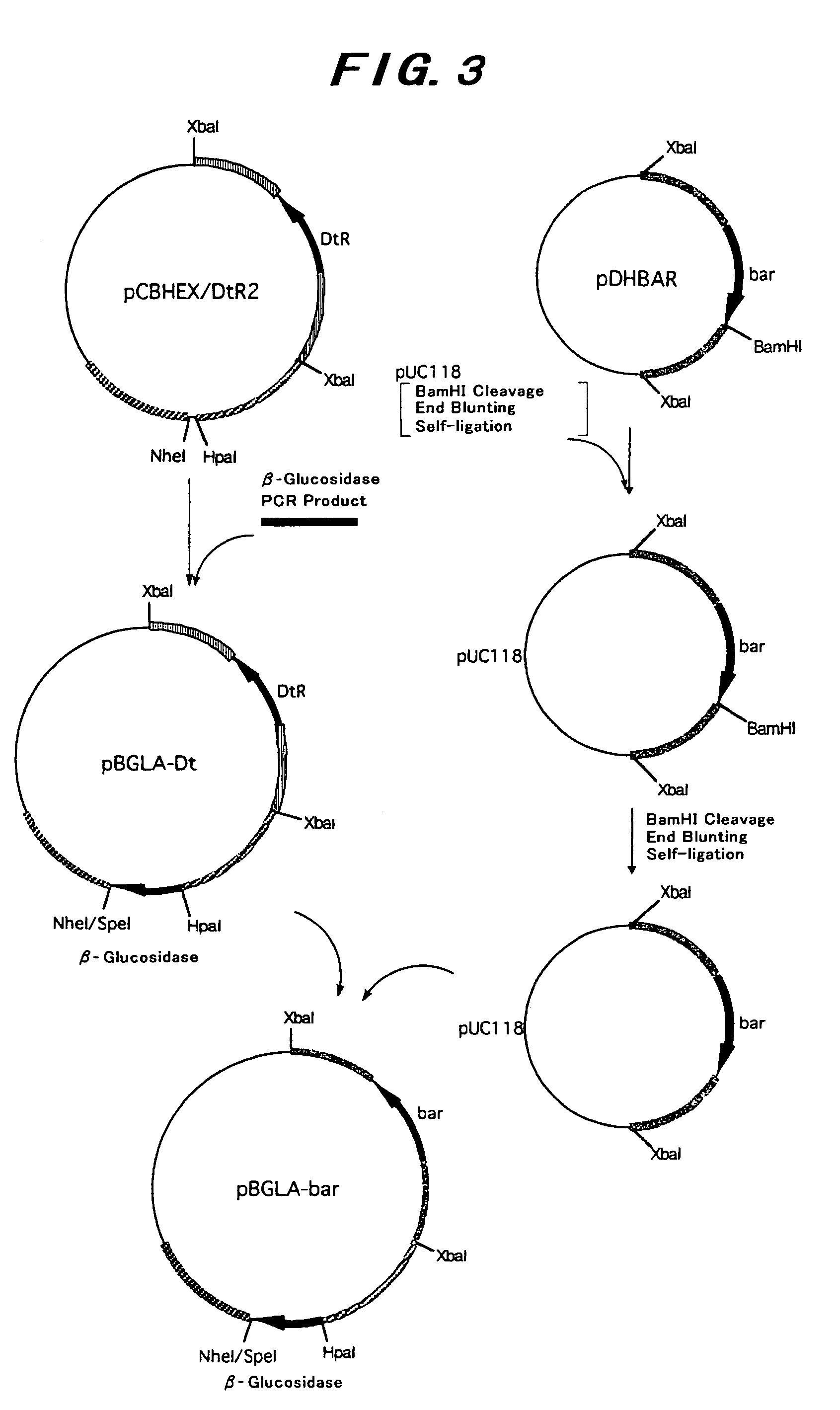 Enzyme having beta-glucosidase activity and use thereof