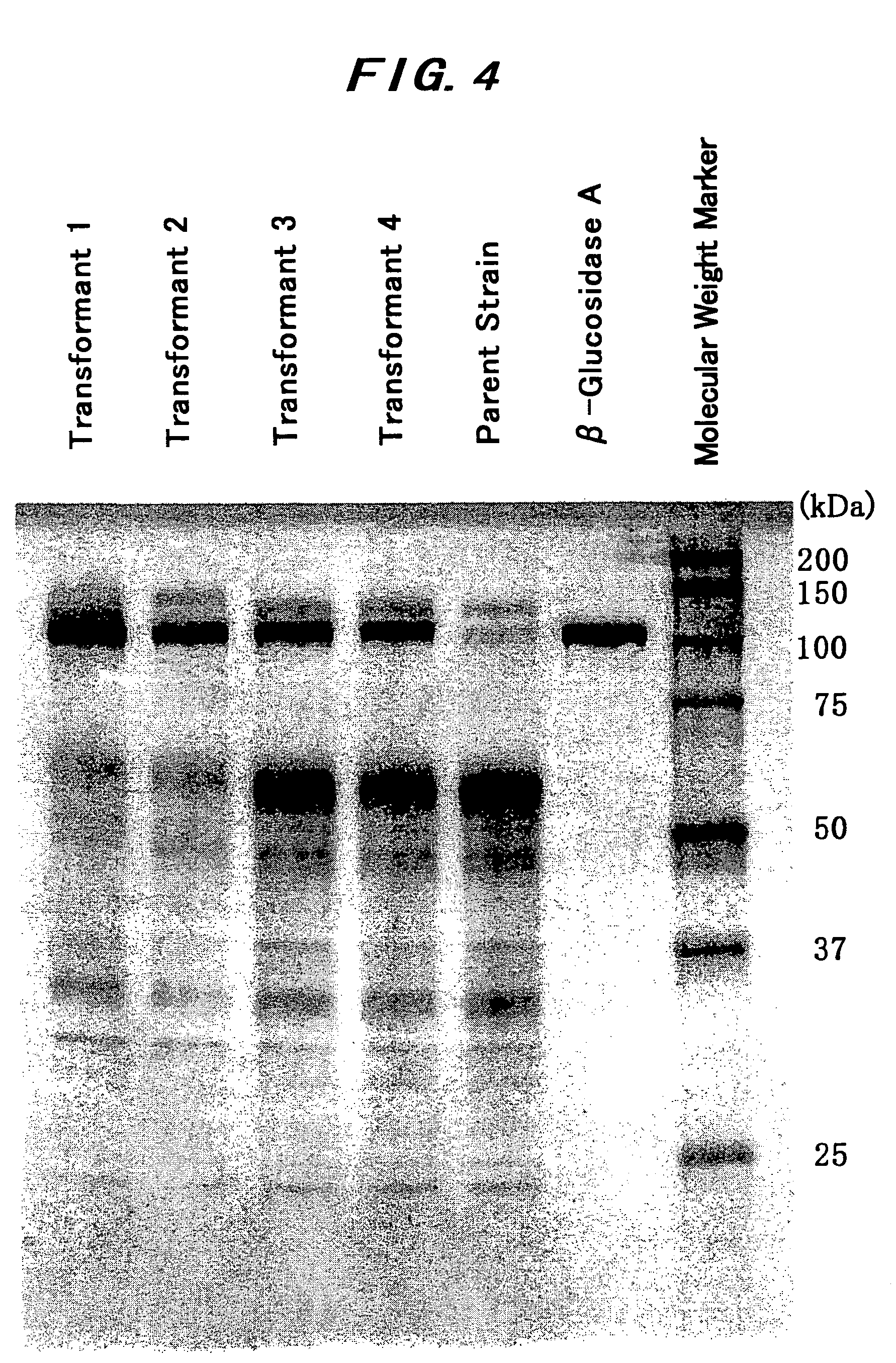 Enzyme having beta-glucosidase activity and use thereof