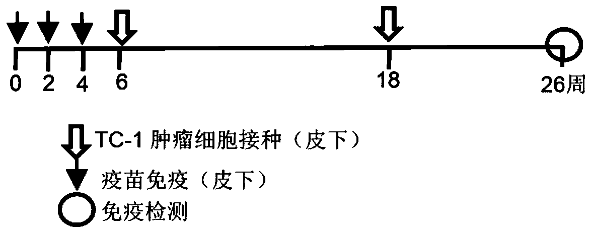 Nanofiber antitumor vaccine formed by self-assembly peptide folding and method