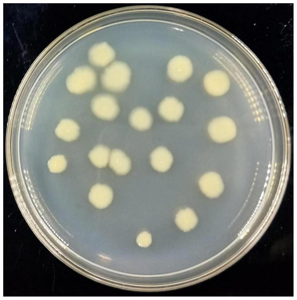 Pymetrozine degrading bacterium RJJ-1 and application thereof