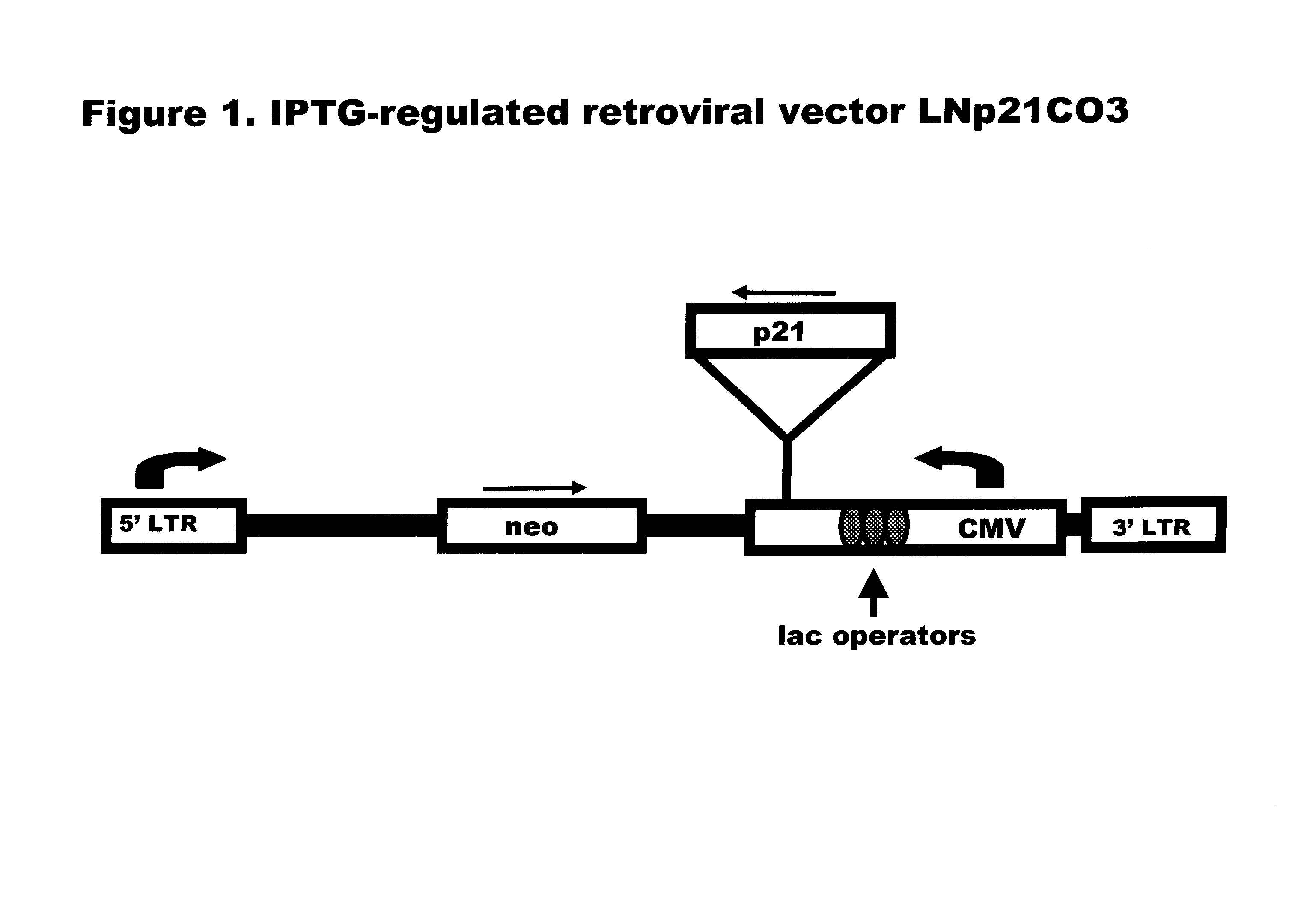 Reagents and methods for identifying and modulating expression of genes regulated by p21