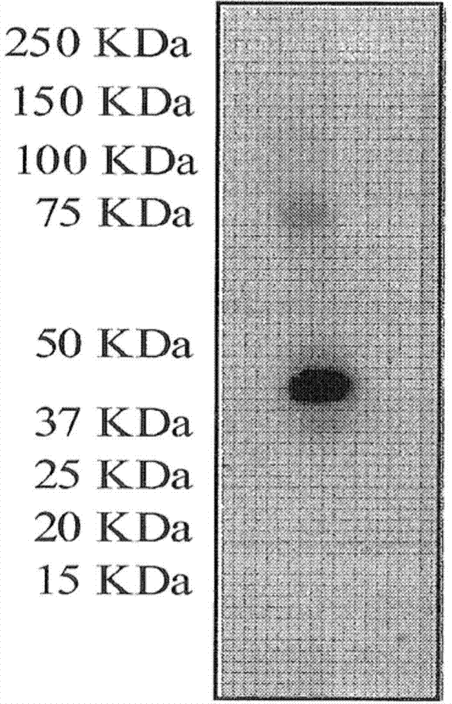 Use of the antibody I-3859 for the detection and diagnosis of cancer