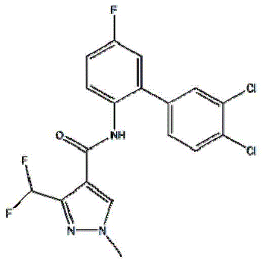 Bactericidal composition containing bixafen and coumoxystrobin and application thereof