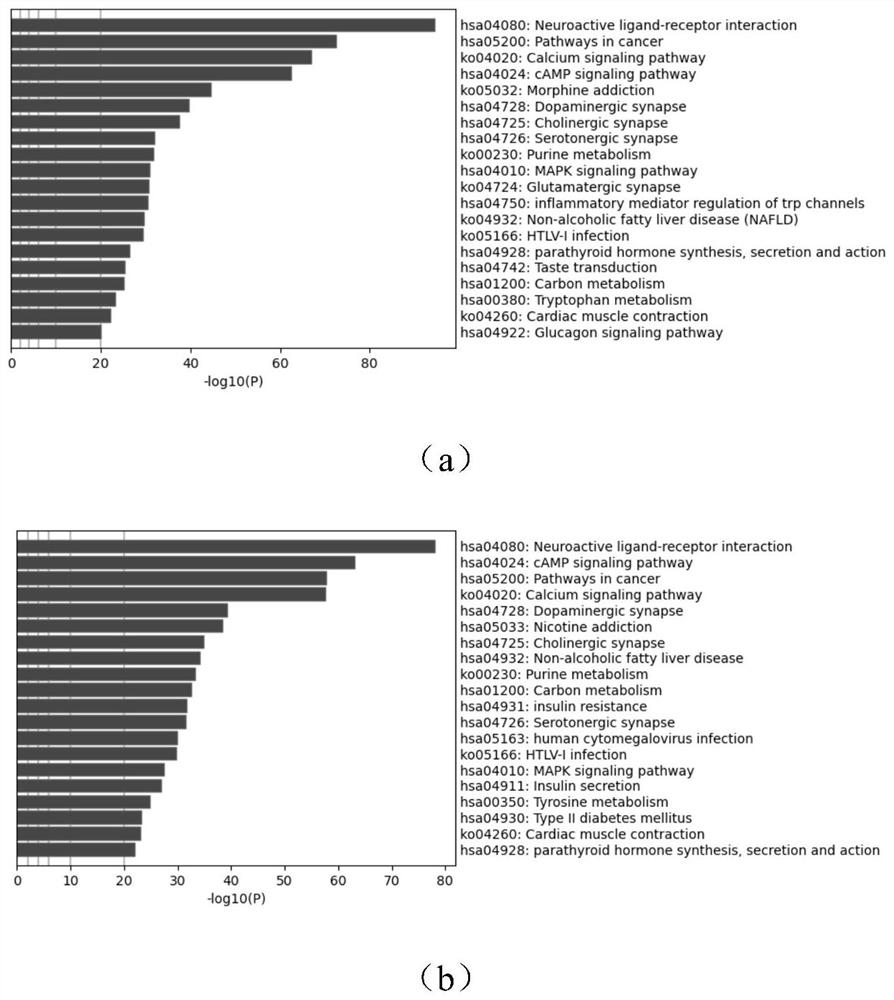 Application of maca in treatment of alcoholic fatty liver