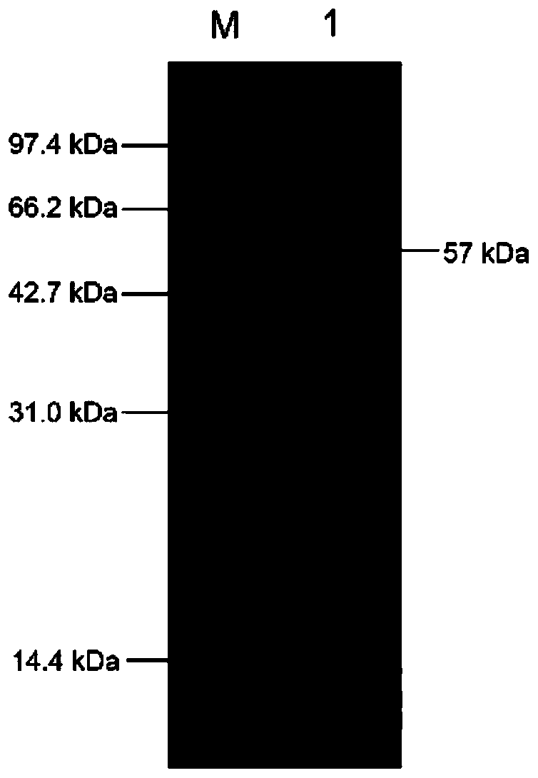 Alginate lyase and application thereof