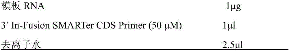 Antimicrobial peptide Cm-CATH2, gene thereof, preparation method and application