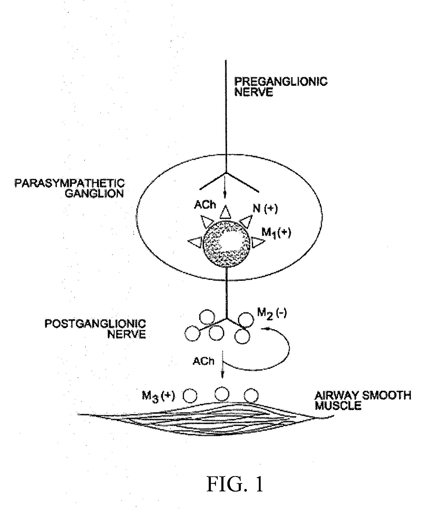 Methods of treating acute exacerbations of chronic obstructive pulmonary disease