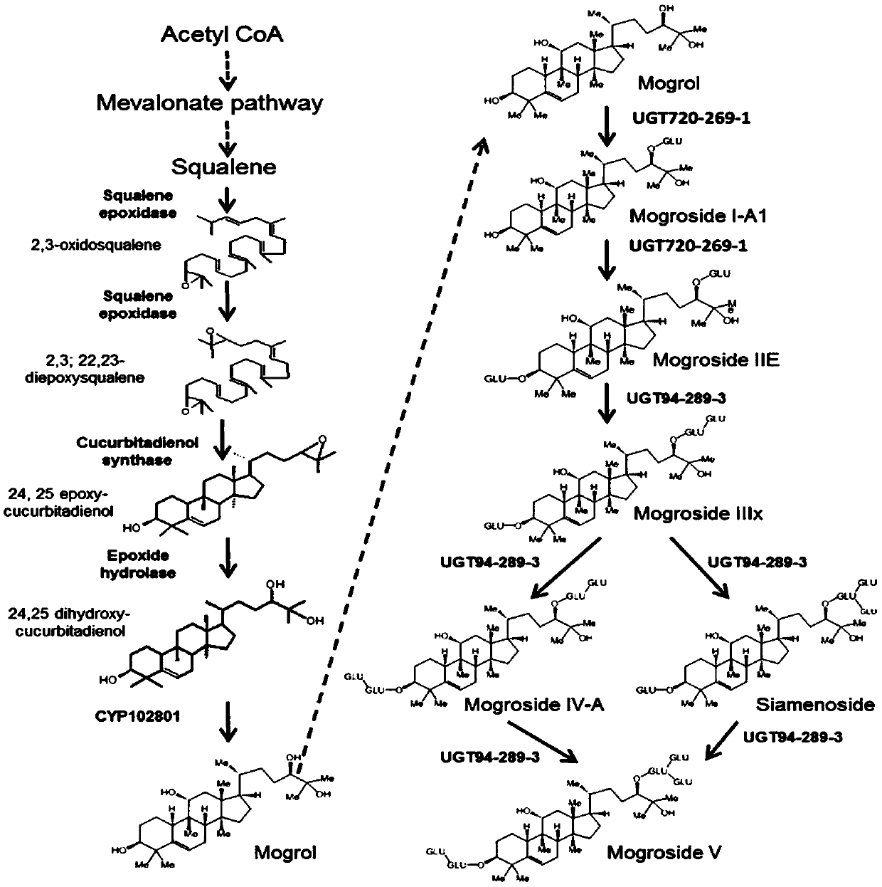 Application of related gene for improving content of mogroside