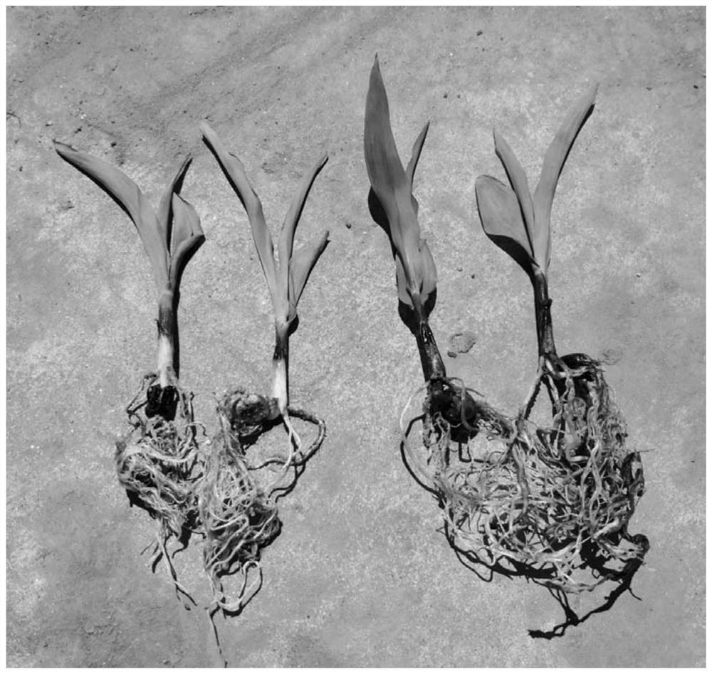 Method for inducing and identifying corn to generate haploid