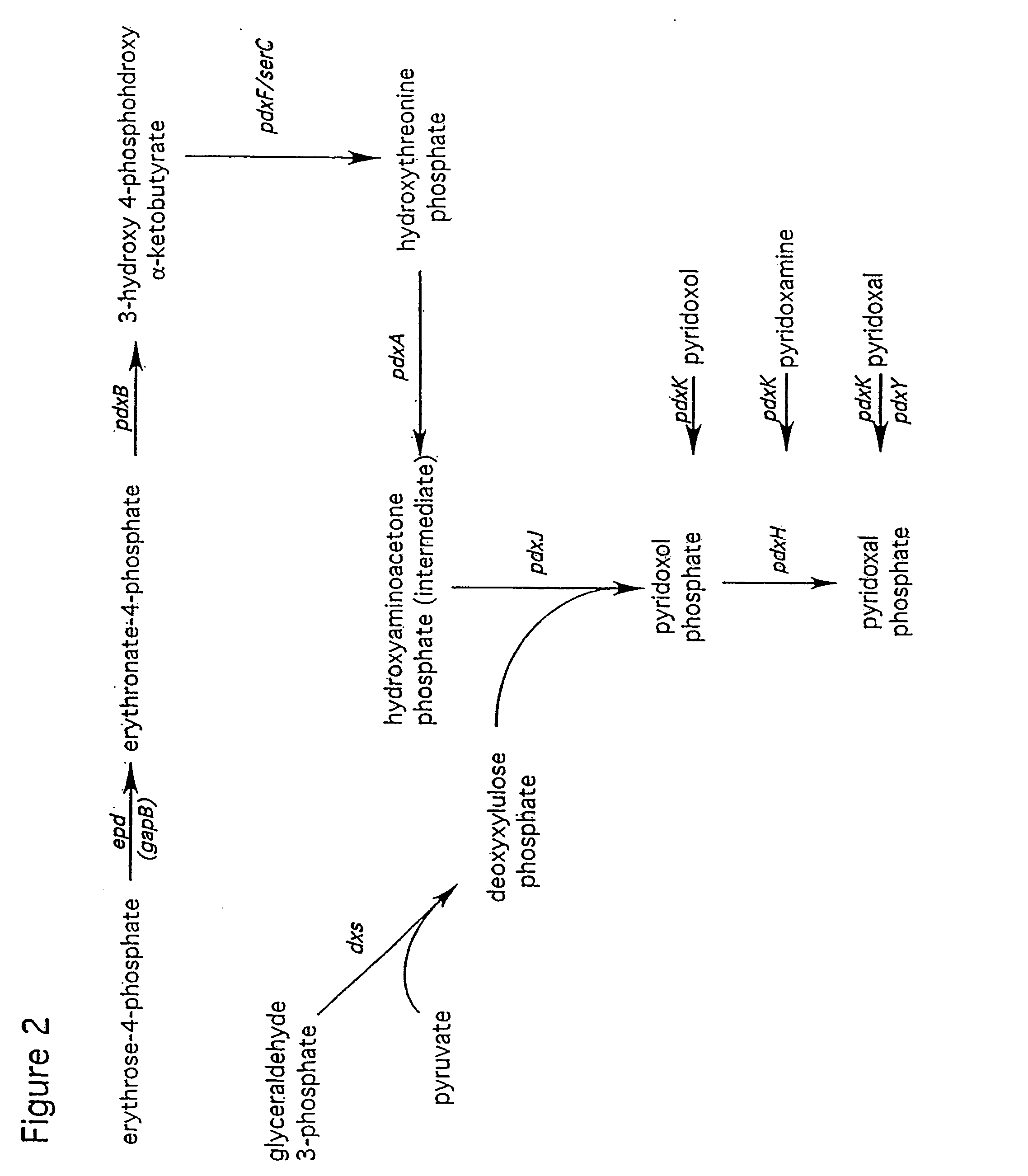 Methods and organisms for production of b6 vitamers