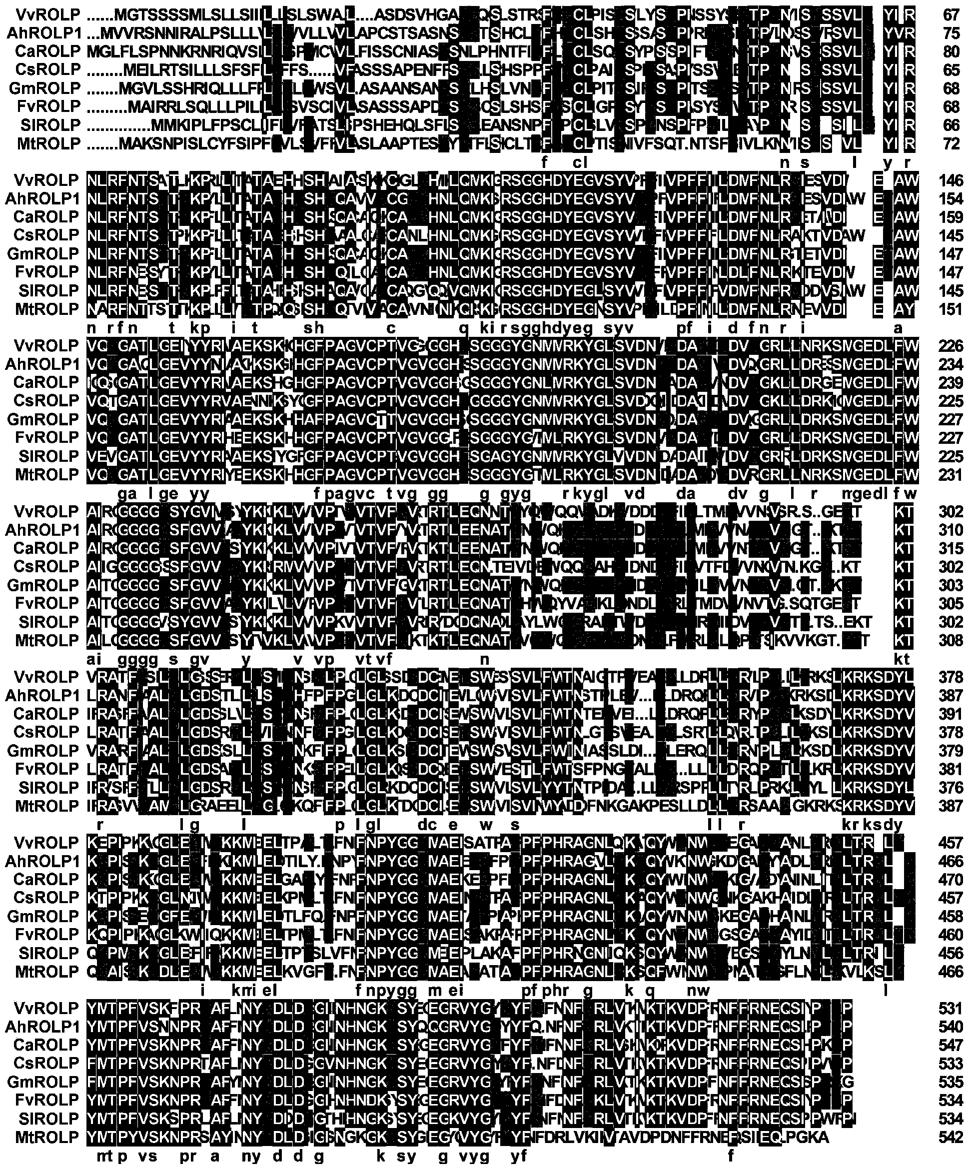 Cloning and function-expressing methods of peanut adversity stress AhROLP1 gene