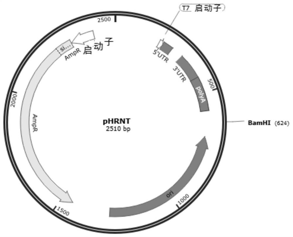 Novel coronavirus SARS-CoV-2 mRNA vaccines and preparation method and application thereof