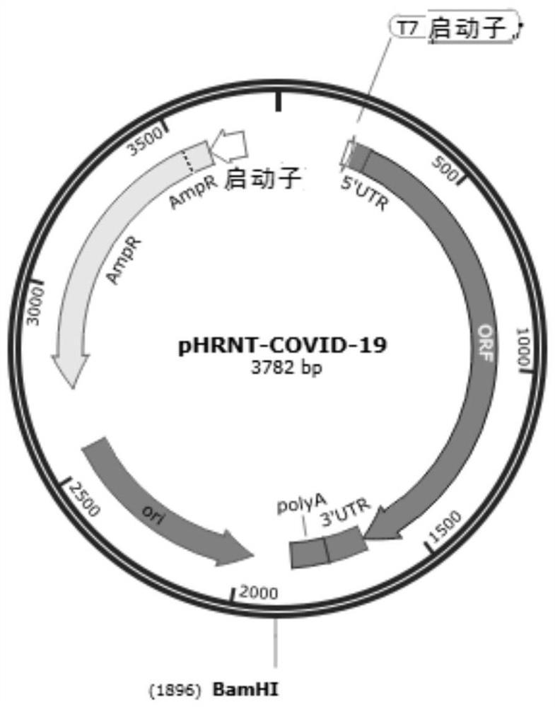 Novel coronavirus SARS-CoV-2 mRNA vaccines and preparation method and application thereof