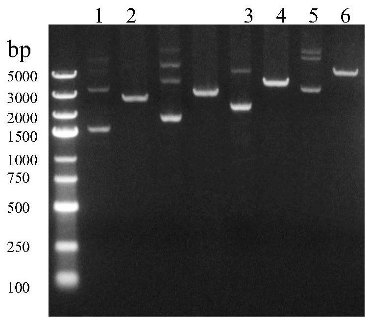 Novel coronavirus SARS-CoV-2 mRNA vaccines and preparation method and application thereof