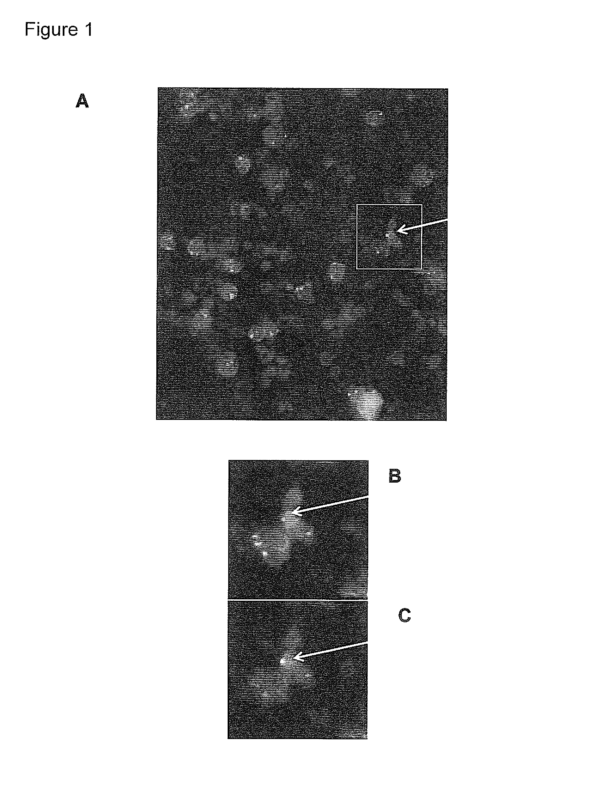 Method of identifying fetal antigens or cell surface markers using phage display technology