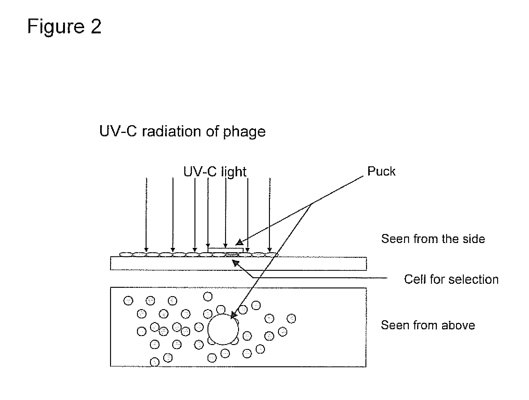 Method of identifying fetal antigens or cell surface markers using phage display technology