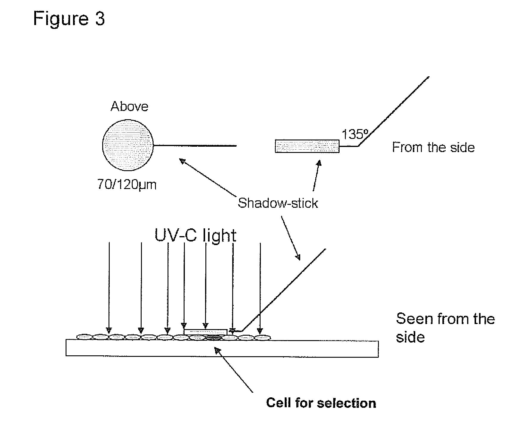 Method of identifying fetal antigens or cell surface markers using phage display technology