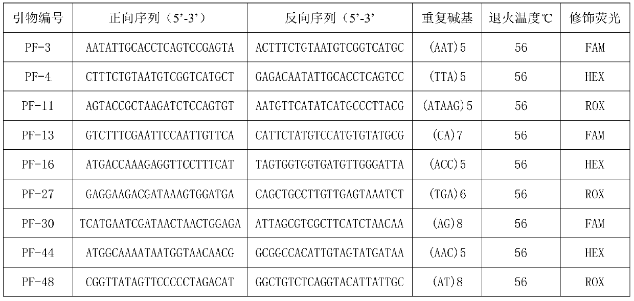 Microsatellite marker primers and identification methods and applications for identification of microsatellite families of Hepu pinnacle oyster