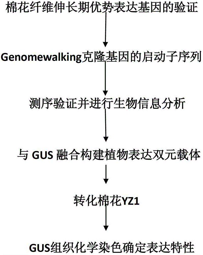 A promoter predominantly expressed during fiber elongation, its preparation method and application