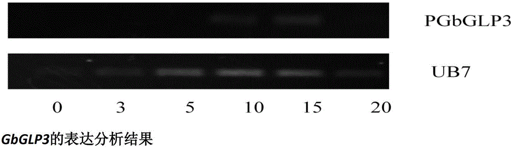 A promoter predominantly expressed during fiber elongation, its preparation method and application