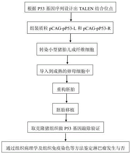 Method for obtaining lymphoma minipig disease model by knocking out P53 genes