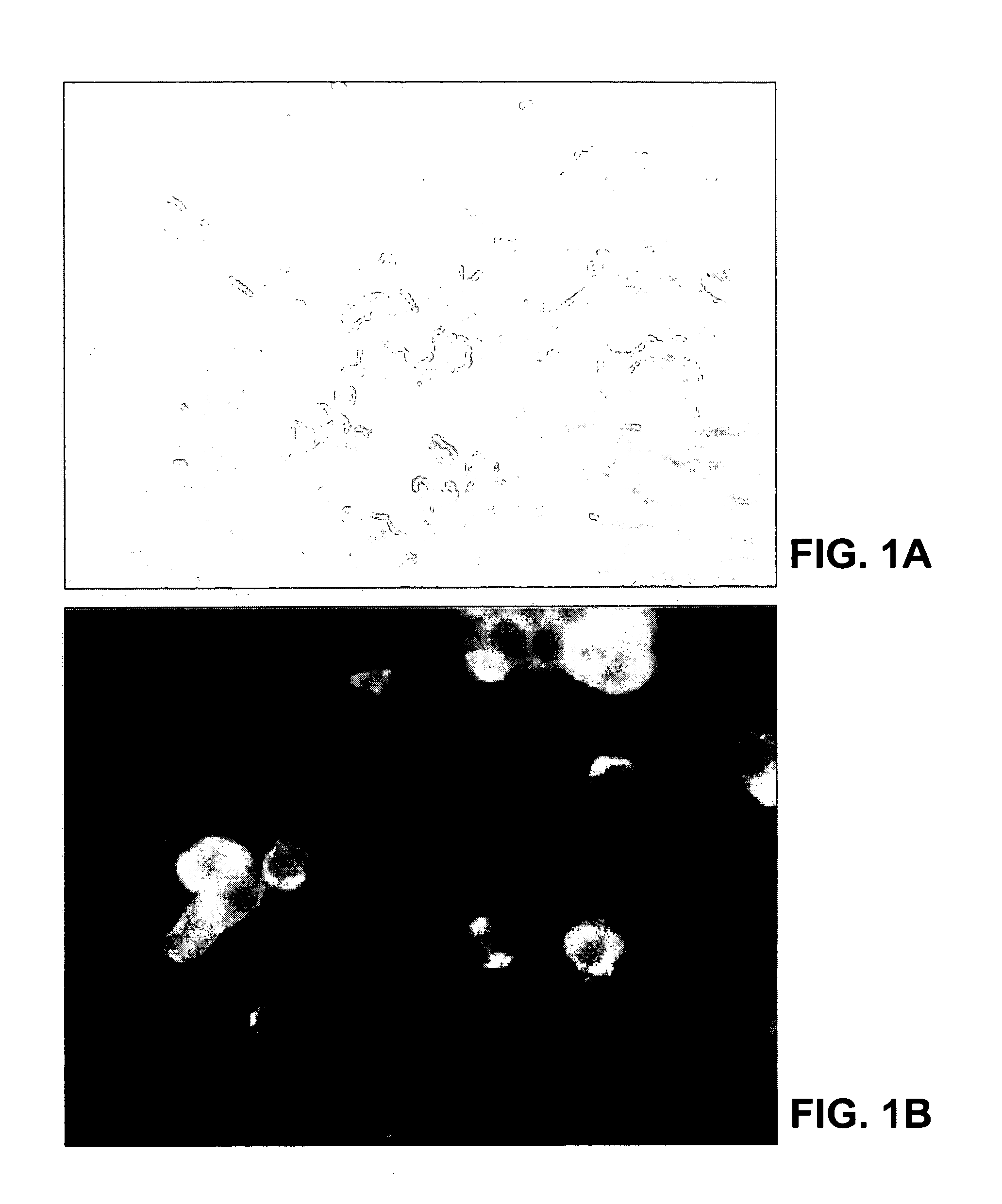 Coronavirus isolated from humans