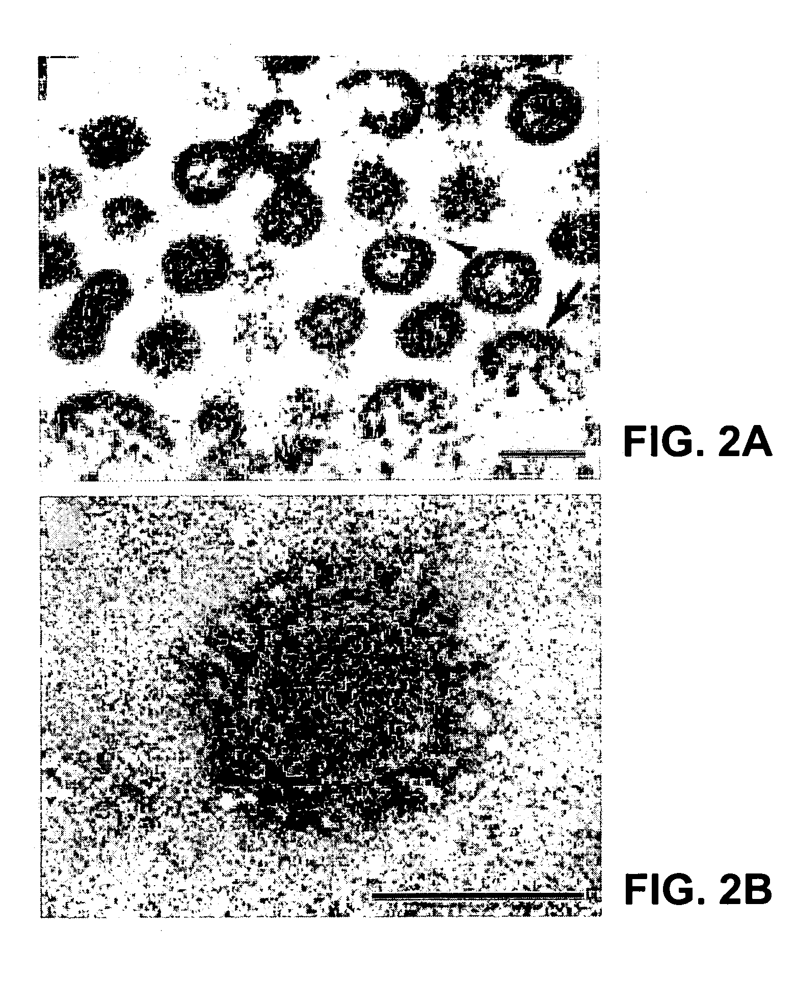 Coronavirus isolated from humans